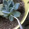 Mini Gardening Rake Stainless Steel Spatula Rake 3 Tines Fan Lawn Leaf Small Hand Rake for Sweep Leaves Cleaning Debris 6