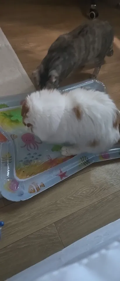 구매후기