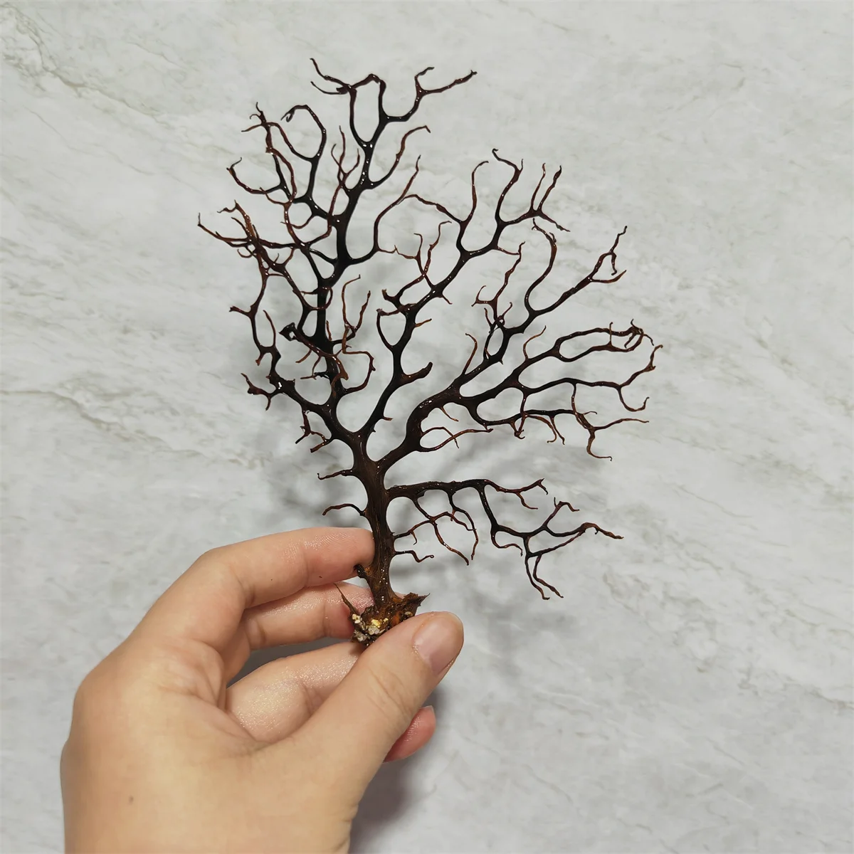 Fai Da Te Driftwood Piante Acquario Tronco Decorazione Paesaggio Corallo Naturale Corallo Nero Acquario Aquario Decor Ornament