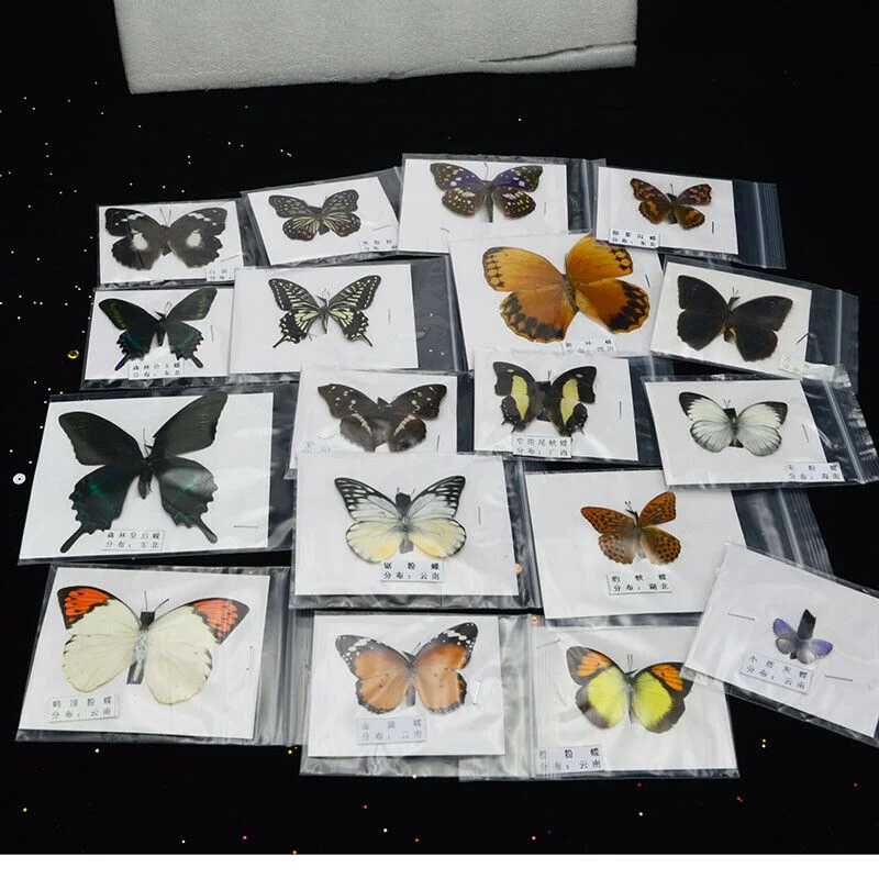 1/5/10/20Pcs Natural Real Beautiful Butterfly Specimens for Hobbies DIY Photo Frame or Home Wall sticker DIY  home decor modern 2
