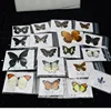 1/5/10/20Pcs Natural Real Beautiful Butterfly Specimens for Hobbies DIY Photo Frame or Home Wall sticker DIY  home decor modern 2