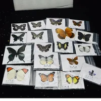 1/5/10/20Pcs Natural Real Beautiful Butterfly Specimens for Hobbies DIY Photo Frame or Home Wall sticker DIY  home decor modern 2
