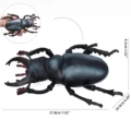 Stag beetle