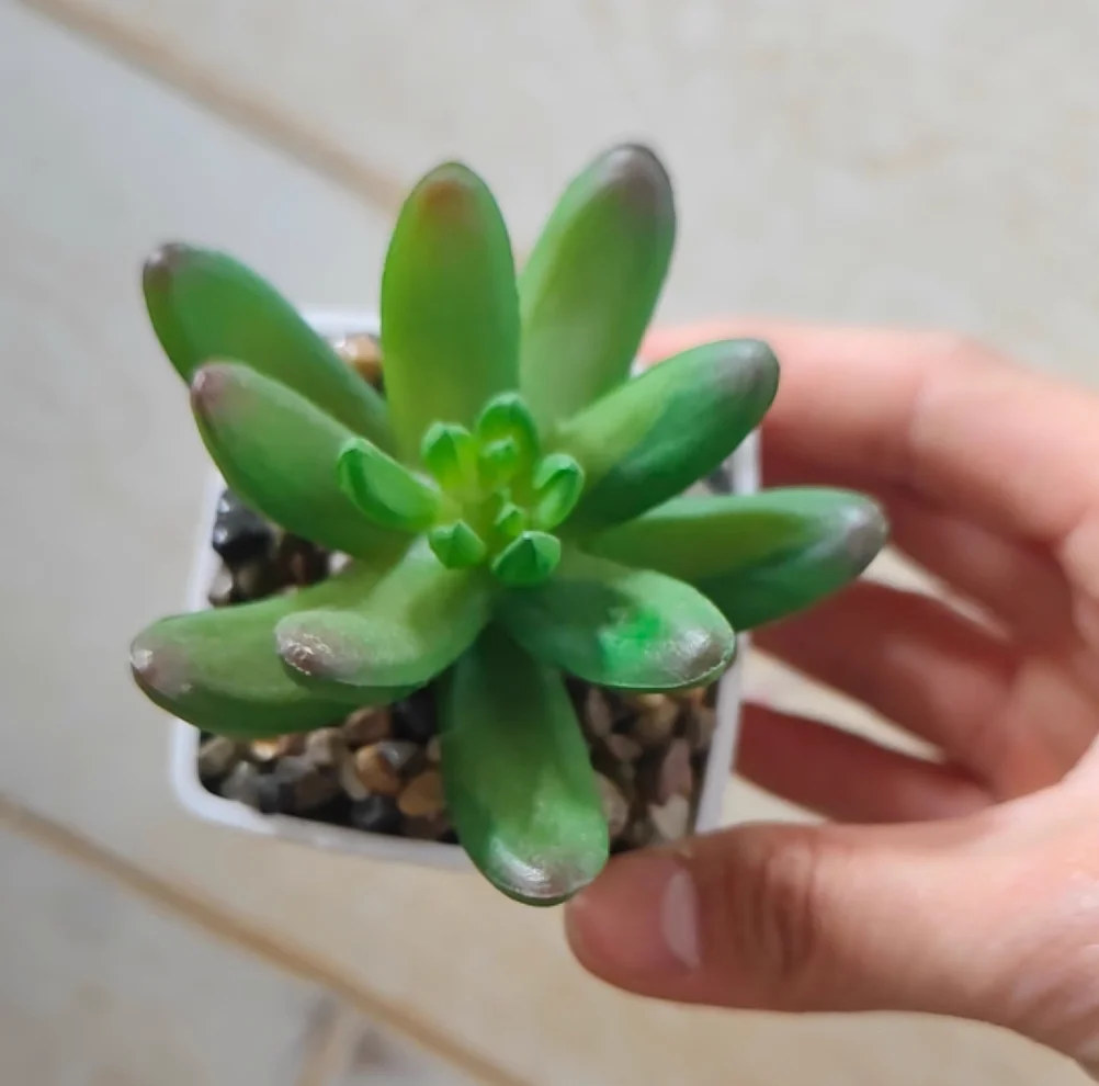 Mini Artificial Succulent Bonsai for Home and Office Decor