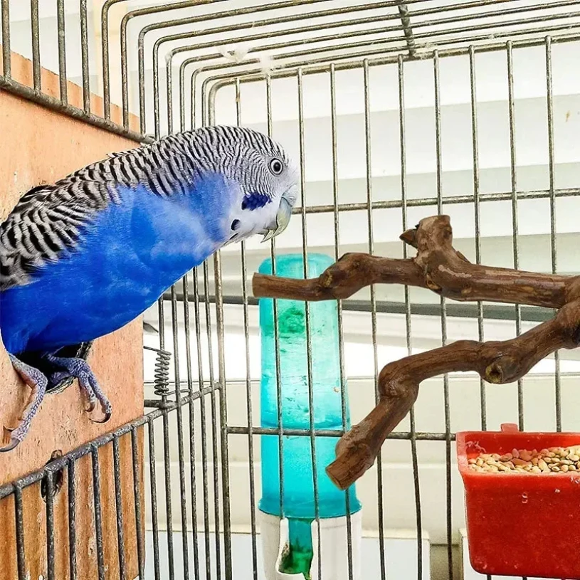 Pet Standing Stick 4