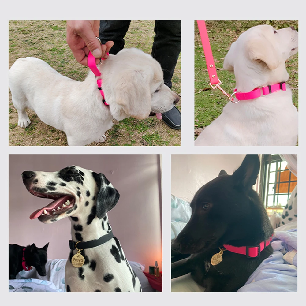 Correa De Collar De Perro De Dibujos Animados Con Tampado De Animal Corizas De Nylon Suav Para Perros Medianos Pequeños De 11,15 € | DHgate