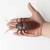 Infrared RC Remote Control Animal Toy Insects Children Mischievous Toys Smart Spiders AntsHalloween pran For Adult Prank Insects 4