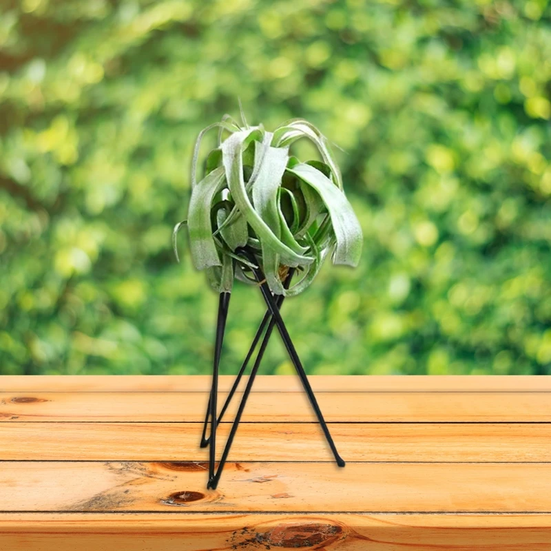Nordic Style Air Plant Holder Metal Flower Pot Stand Geometric Iron Tillandsia Holder Art Display Home Garden Ornaments plant stand