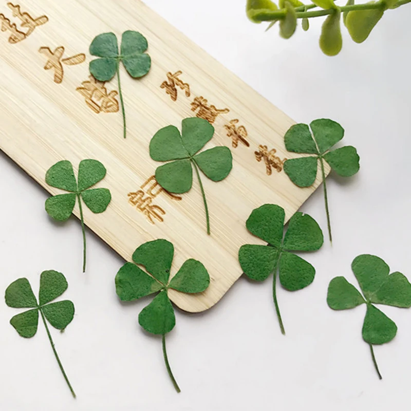 

Dried Flower Leaves for Glass Decoration, Clover Dye, Green Color, Free Shipping, 120 Pcs