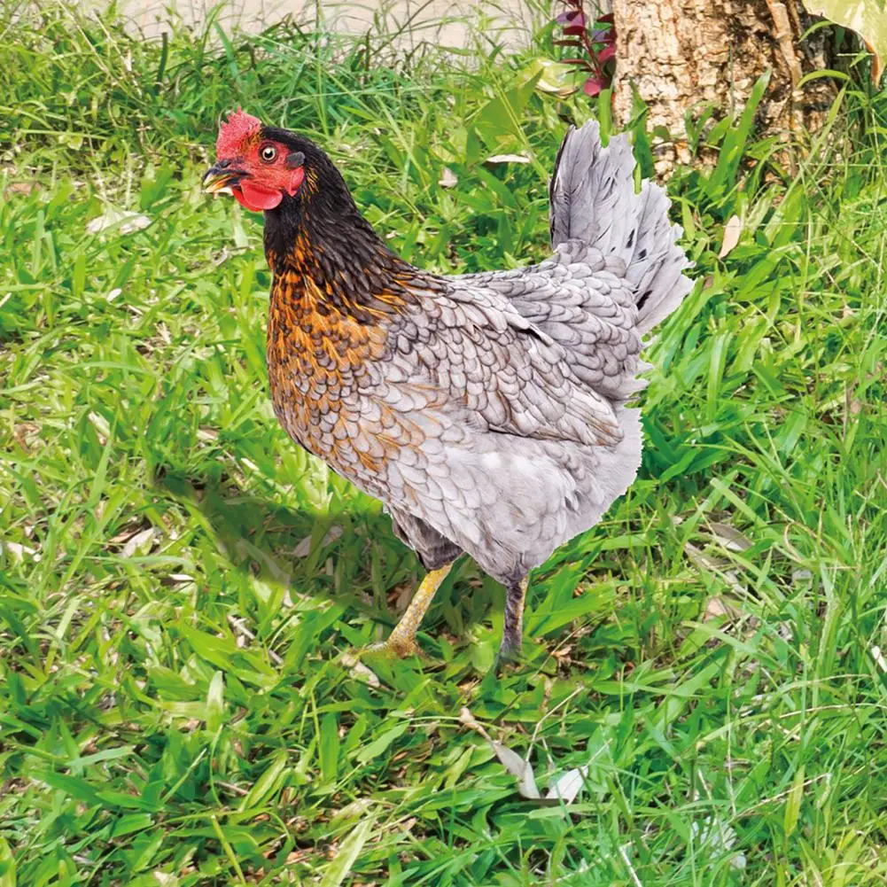 Rooster Decoration Garden Chicken Statue Home Supplies Acrylic Garden Statue Chicken garden chicken statue