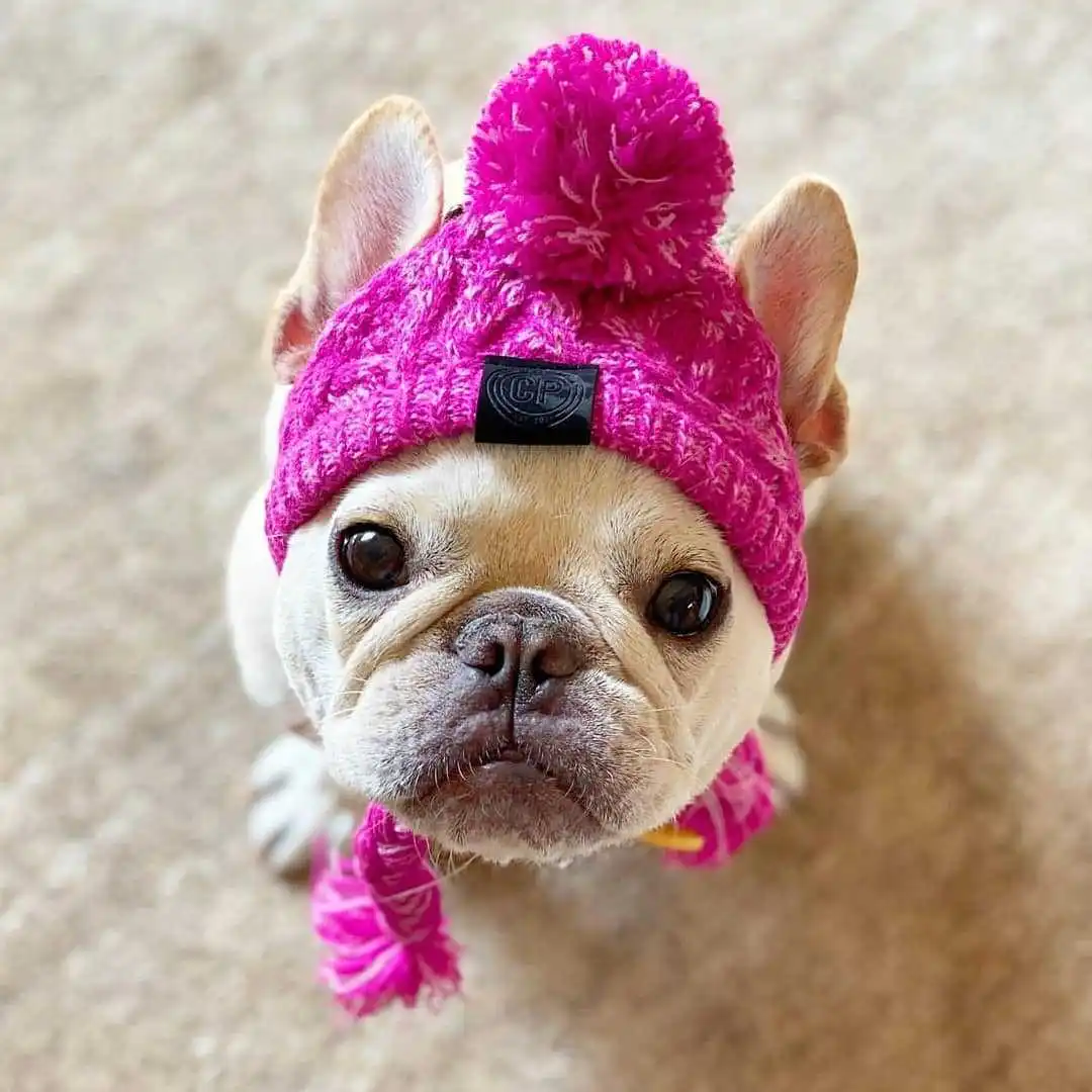 Bonnet Tricoté Pour Chien Avec Pompon - Chaud, Anti-vent, Pour Petits Et Moyens Chiens (et Chats), Design Mignon