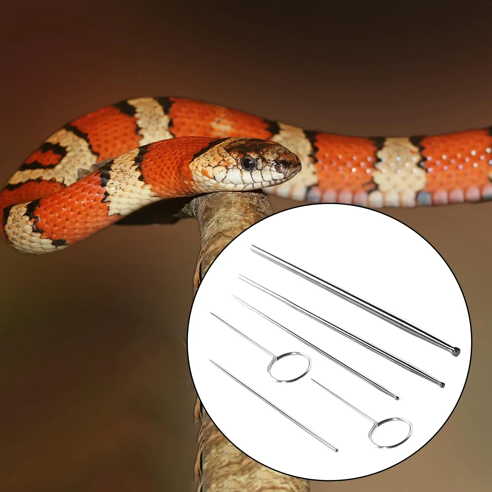 Reptile Snake Gender Detection Tool for Different Size Assorted Color