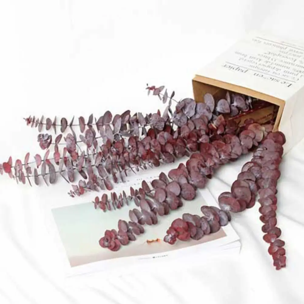 10/20Pcs Practical Unique Smell Dried Eucalyptus Leaves Release Stress
