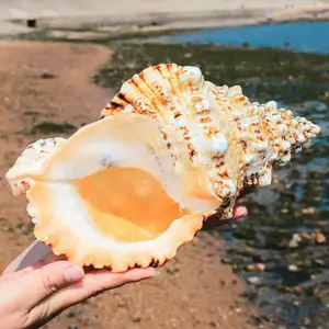 LARGE Huge Beautiful Shell, Big Shell, Huge Ocean Shell, Sea Shell  Treasure, Natural Seashells, Sea Shells Decoration, Wedding Decoration 