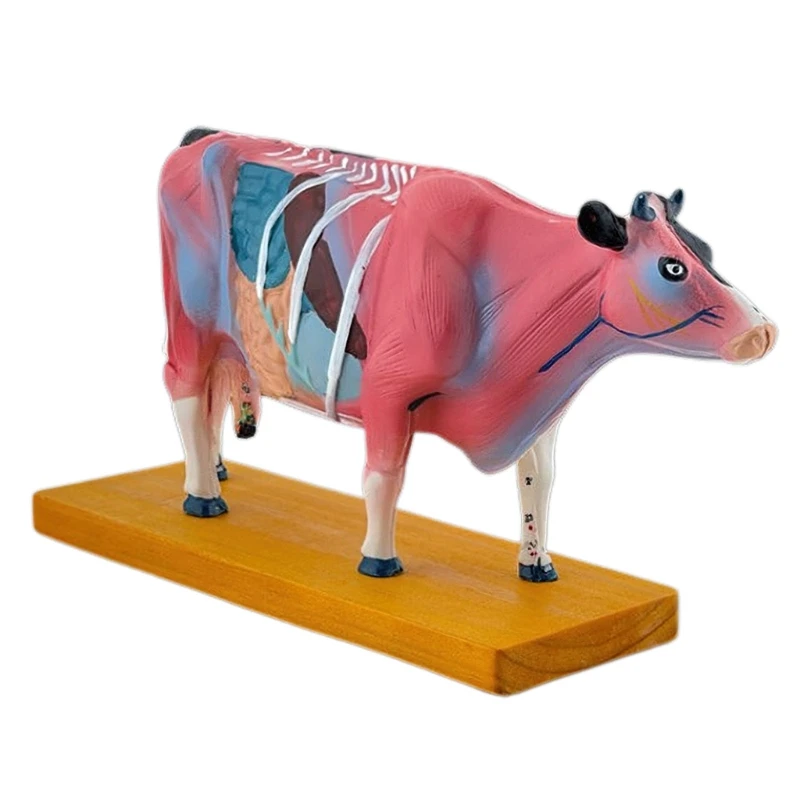 

Anatomical Cattle Model for Hospital Lab Teaching Prop, Cow Anatomy Model Dropship