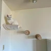 Wall Mounted Cat Climbing Shelves Cat House Cat Bridge Cat Hammock with Scratching Post and Pedals or Stairway for Kittens 5