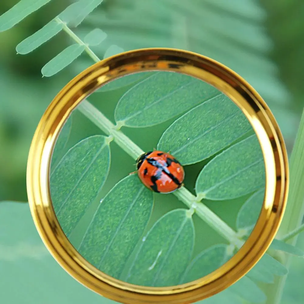 Description Picture 5 of item10X Magnifying Glass Golden Dragon Handle Magnifier Mini Pocket Handheld Microscope Reading Jewelry Loupe Magnifiers