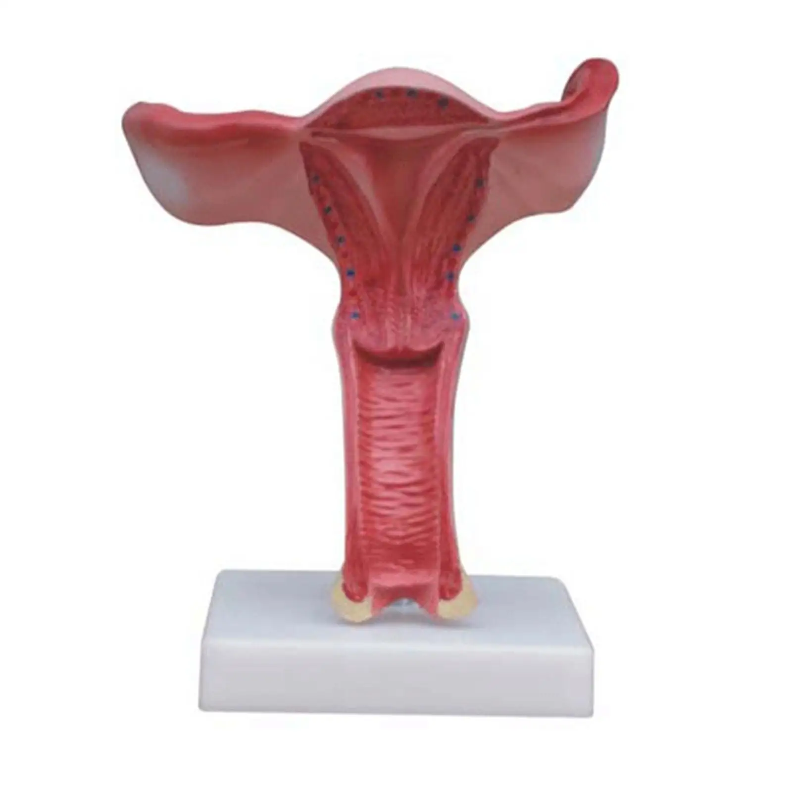 

1.5X Magnified Human Female Uterus Anatomy Medical Model Professional Education