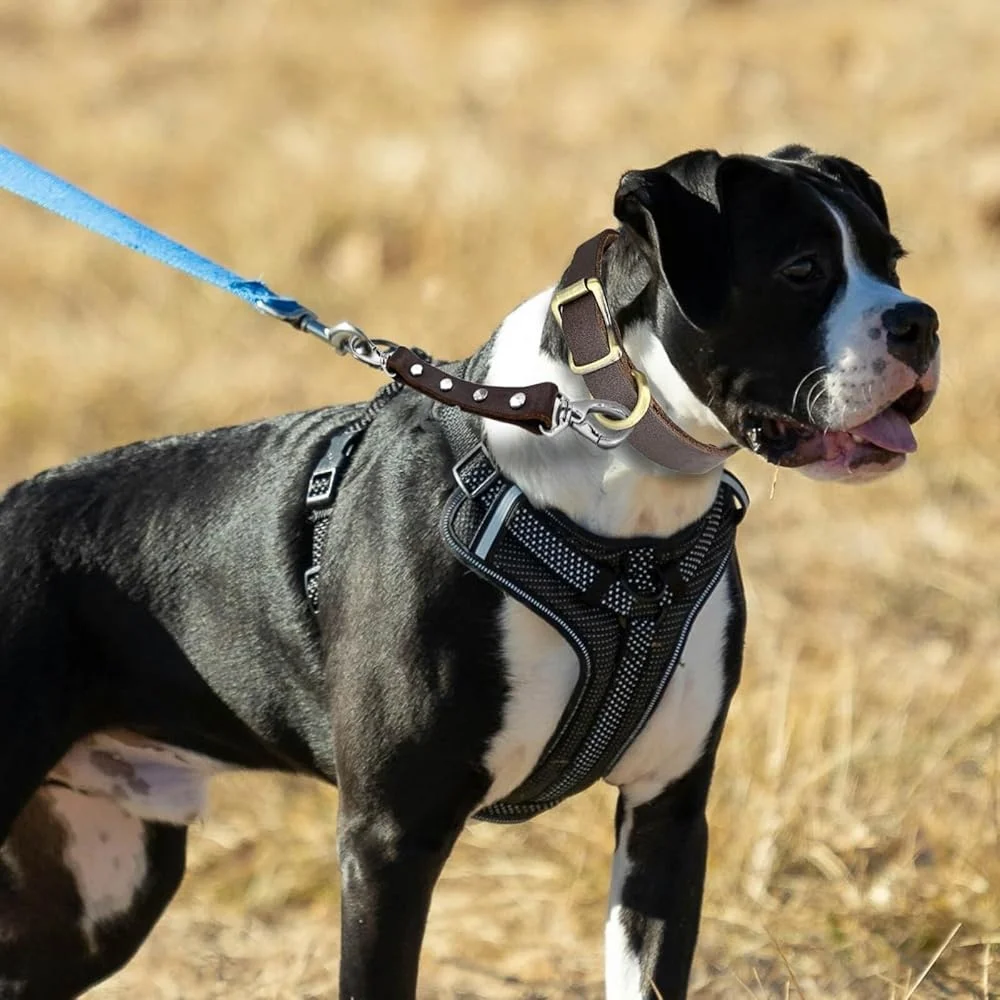 Escape Proof Dog Collar