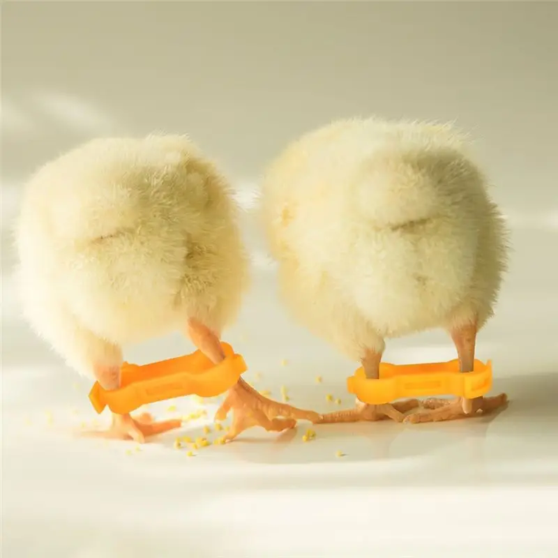 실용적인 병아리 다리 보호대, 12개입 닭 다리 보호대, 가금류 다리 밴드, 병아리 다리 보호대