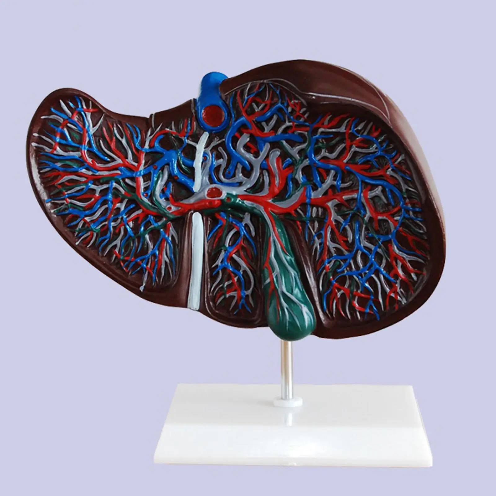 

Human Liver Medical Anatomy Model Life Size With Vessel Simulation Display