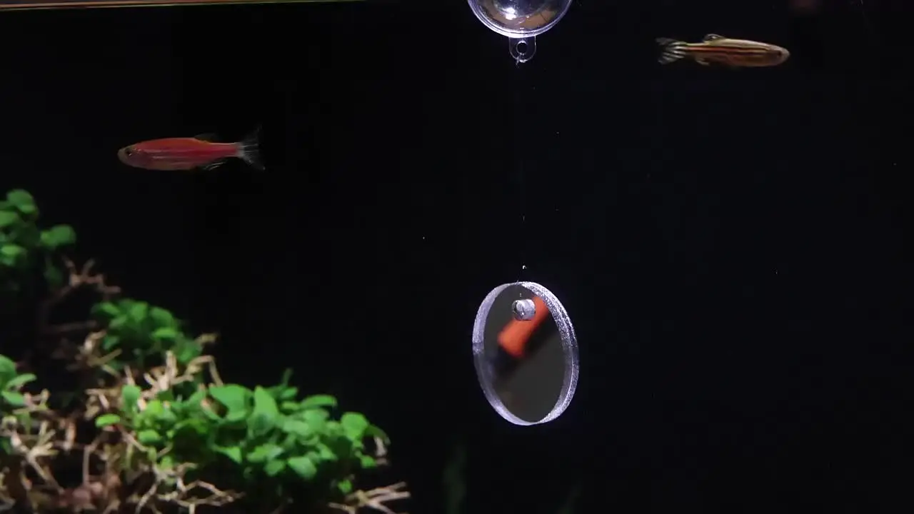 Cabilock Specchio Per Pesci Betta In Acrilico – Galleggiante Con Sfera, Doppia Faccia, Per Allenamento E Interazione
