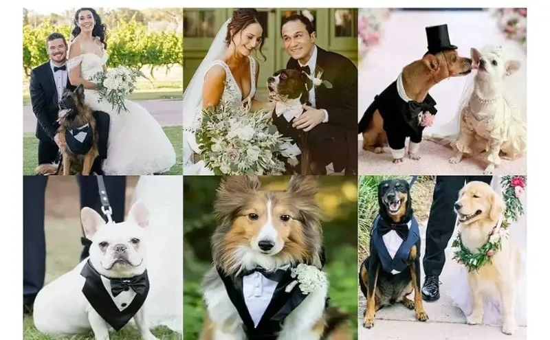 Big Dog Tuxedo Evursua Pet Wedding Costumes