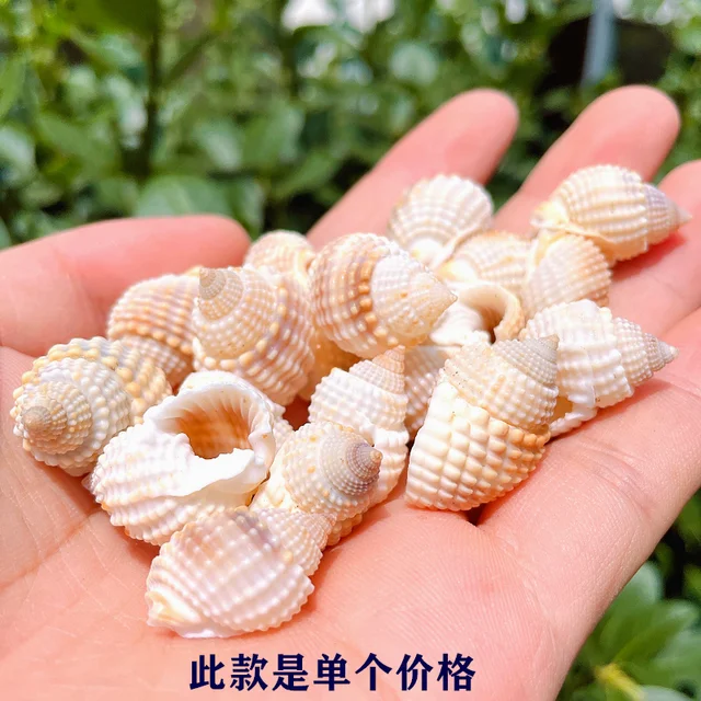 20 Pieces Natural Nassariidae Shells Small Sea Shells for Crafting Spiral  Conch Shells for Crafts Charms for Home Decorations - AliExpress