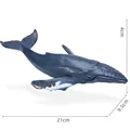 Ocean Animal-06