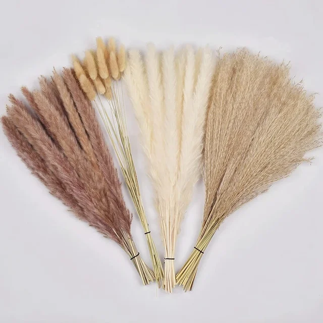75 Pack Dried Reeds Natural Plants Small Pampas