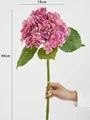 Deep pink hydrangea