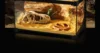 Dinosaur Skull Reptile Pet Hideout Snake Hideout Lizard Basking Platform Reptile Pet Terrarium Aquascape 6