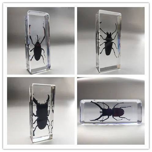 Large Insects Resin Specimen Creative Transparent Real Bugs Animal Ornament Educational Science Specimens Butterfly Specimen