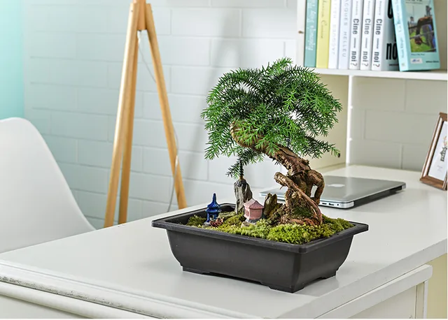 6 Vasi Bonsai In Plastica Con Vassoio - Nero Per Piante Grasse, Cactus E Piccole Piante