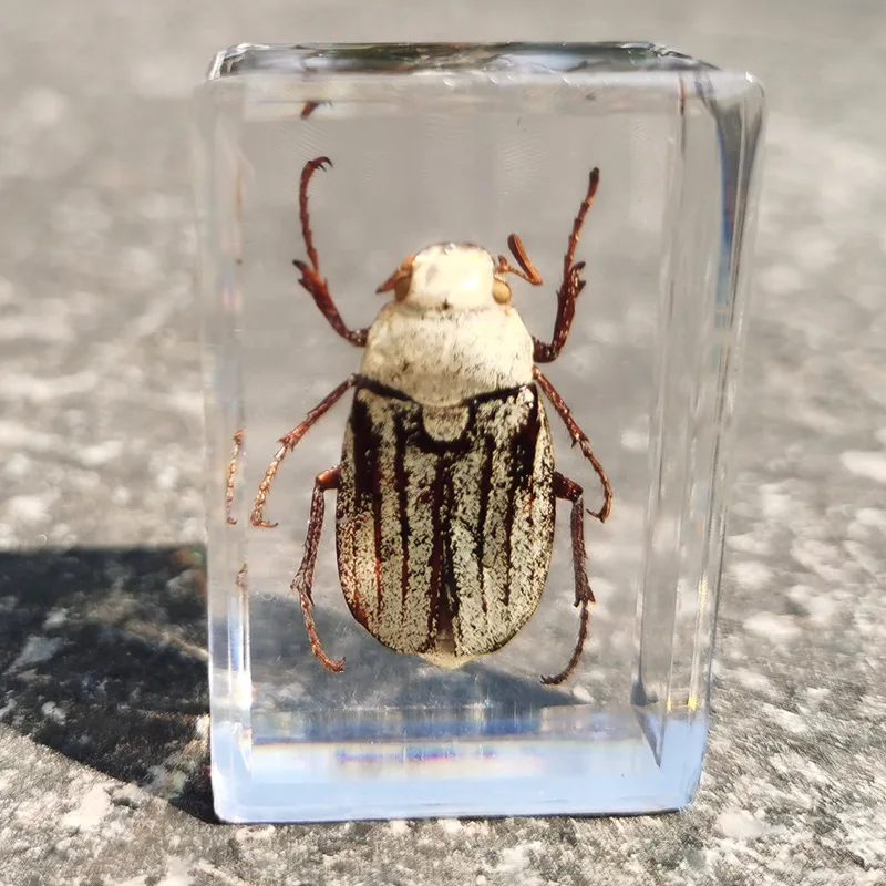 New real insect specimen transparent resin spider autumn beetle scorpion wasp 