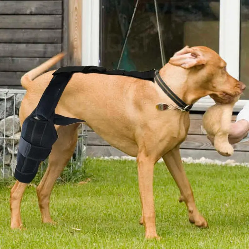 Small Dog Knee Support Brace with Adjustable Traction