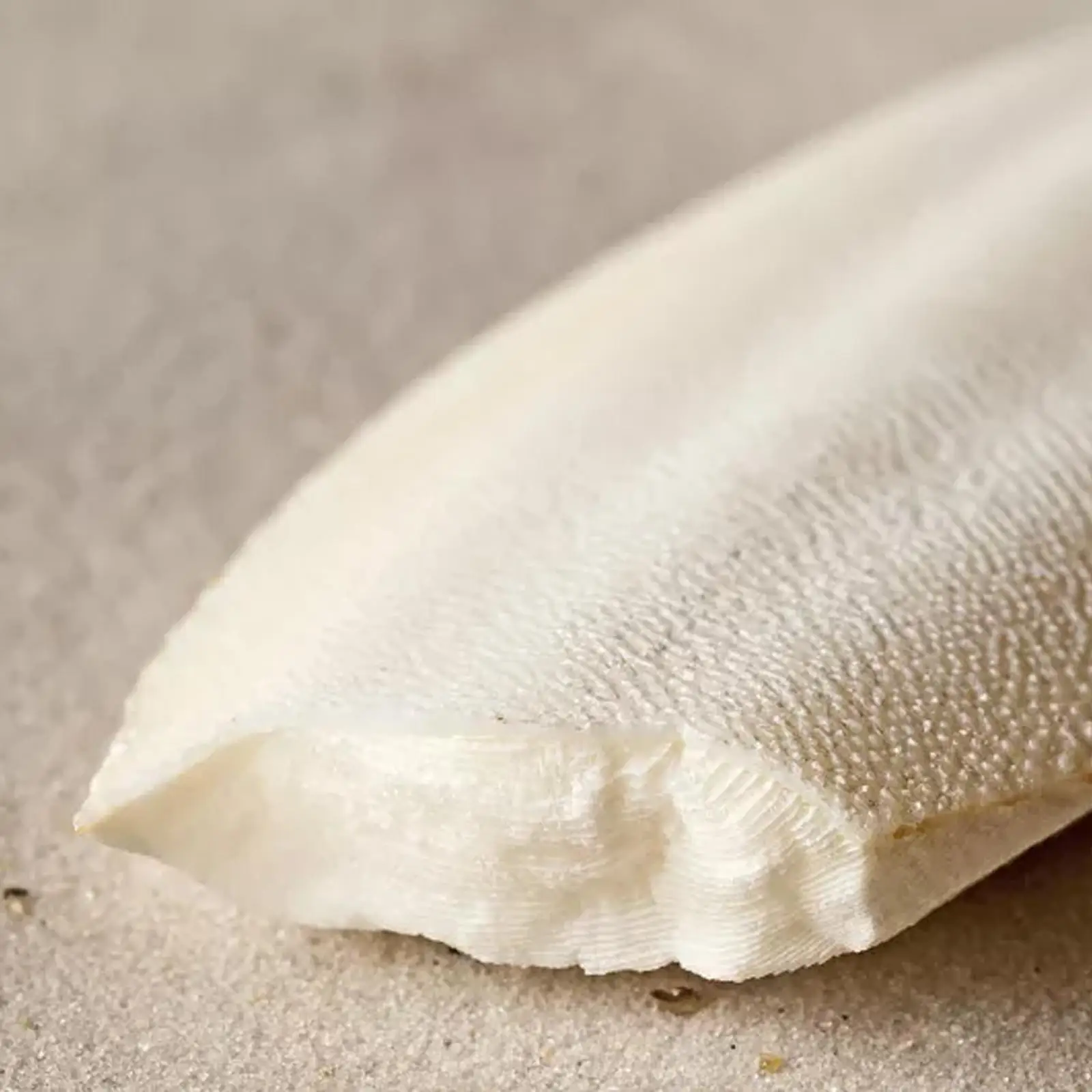 Fishbone Cuttlefish Bone Squid Cuttlefish Birds Eat Stone Calcium J4D9