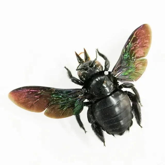 Real Insect Specimen Beetle Scarabaeidae Hornet Ants Student Observation Handicraft Collection Gift Home Decoration Taxidermy 5