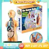 DIY 3D Human Body Model Luminous Mannequin Torso Model Educational Assembly Learning Kids Toys Skeleton Anatomy Organ Teach Tool 1