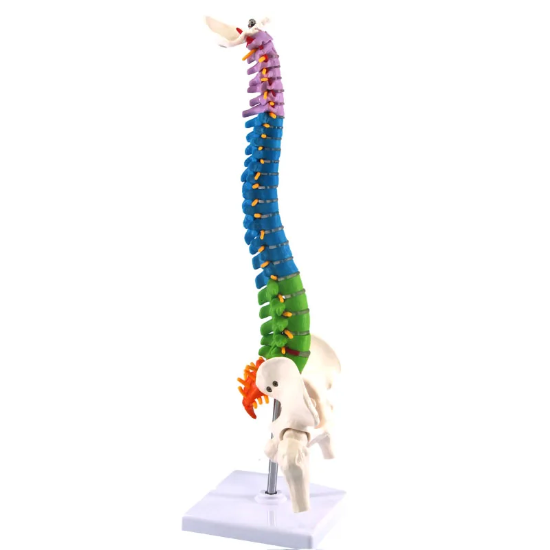 Colorful Human Spine With Pelvic Anatomy Model 45cm Medical Science Teaching Biology Neurosurgery Anatomical Models Skeleton