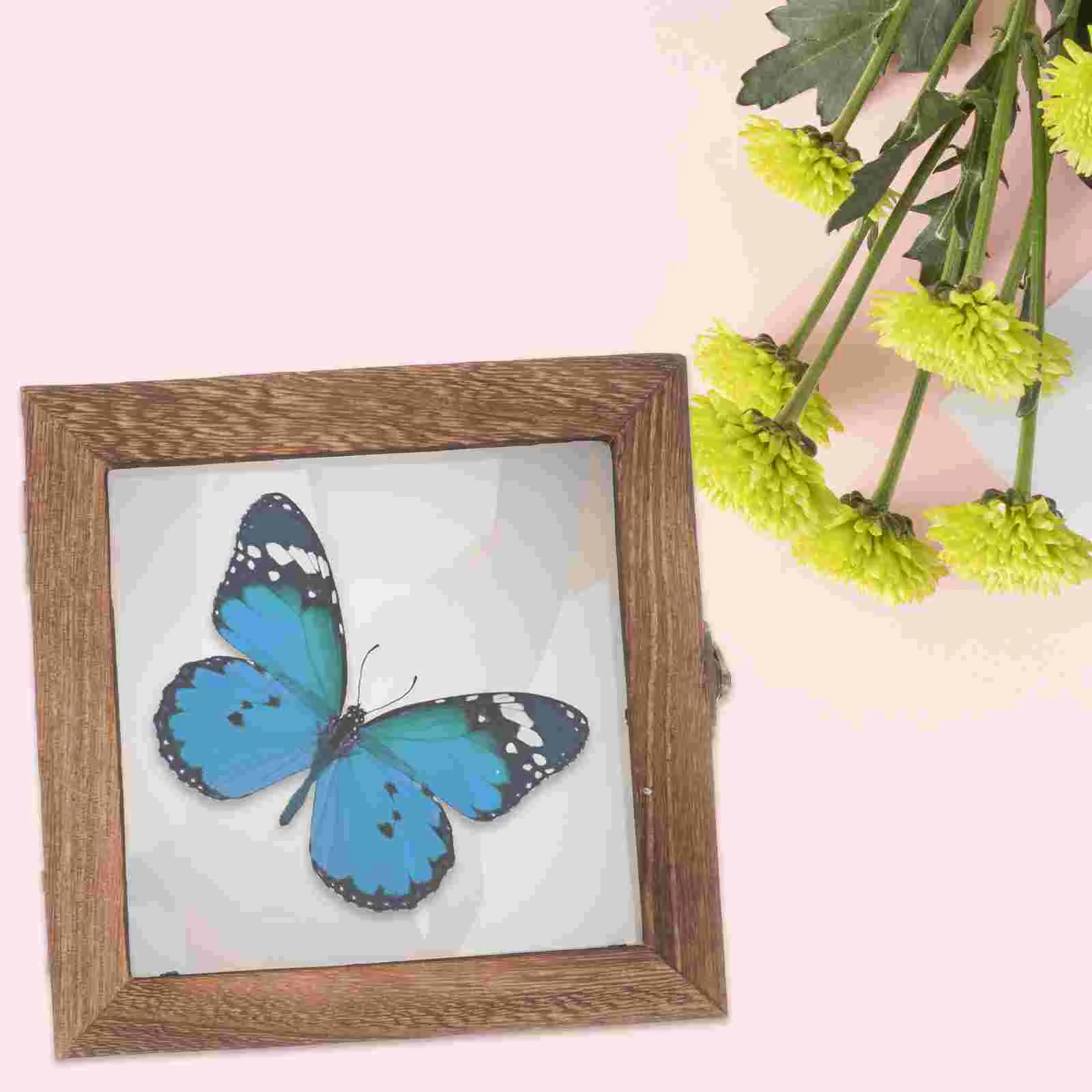 

Glass Insect Specimen Box Acrylic Boxes for Display Frame Container Case Butterfly Tray Vintage Holder Wooden Foam Storage