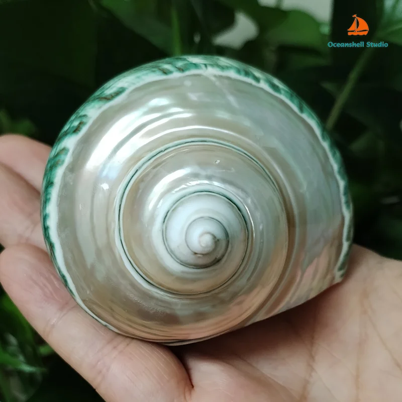 8-9CM Green Turbo Shell Large Polished Pearled Turbo Petholatus Conch Specimen Fish Tank Aquarium Landscape Decoration DIY Craft