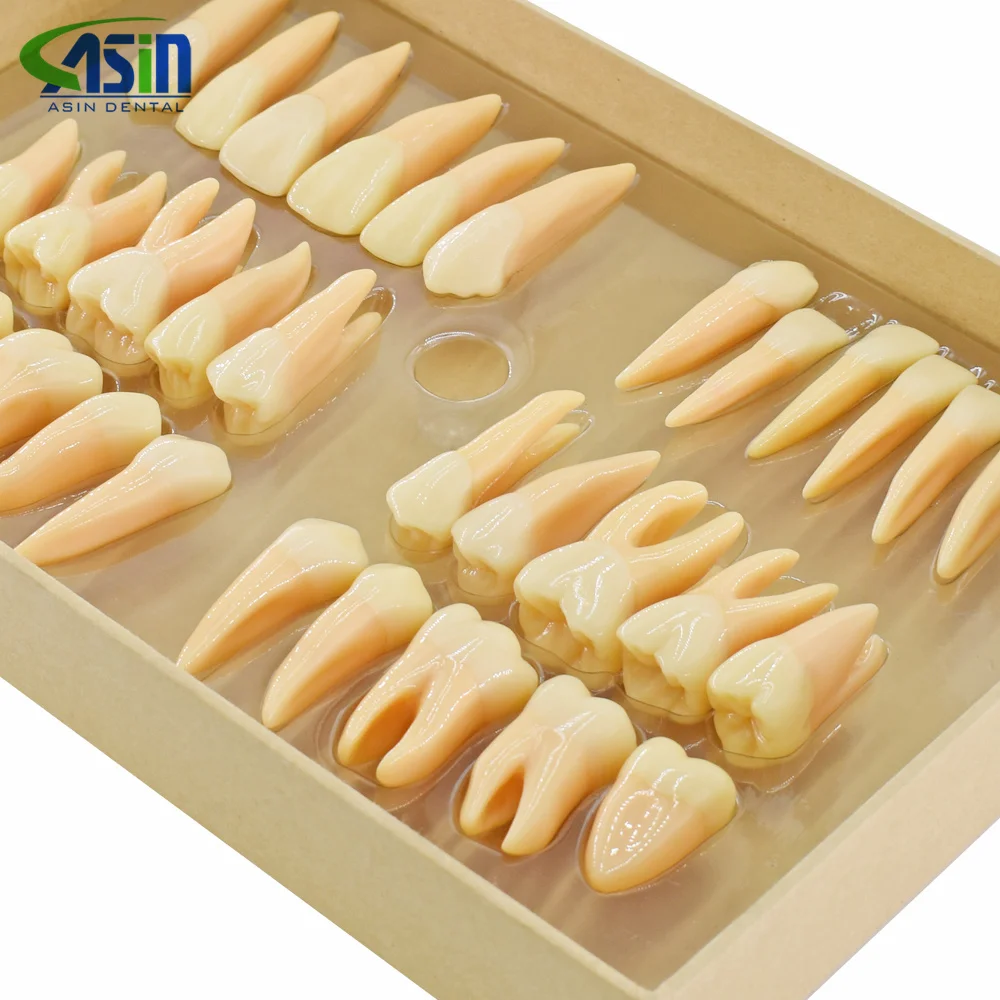 32 pz/set denti dentali modello resina 2.5 volte modello di dente permanente simulazione insegnamento dentale isolato modelli di Odontologia