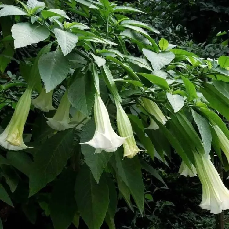 Hochwertige natürliche getrocknete Datura-Pads – für die Herstellung von Kerzen/Seifen/Weihrauch, DIY-Bastelarbeiten und Heimdekoration – Detail 1