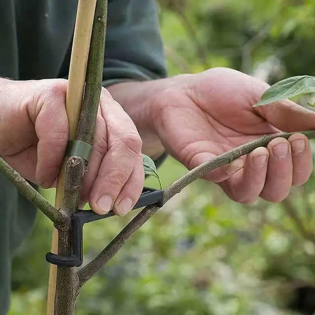 25 Pcs Gyümölcsfa Ág Végtag Szóró Erősen Terjedő Lábszögek Ágak Bonsai Csomagtartók Modellező Eszköz - Image 2