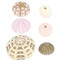6 Pcs Aquarium Decorations Fish Tank Sea Urchin Crafts Home Decor Seashell Conch Vases Nautical Tilandsia Holder 1