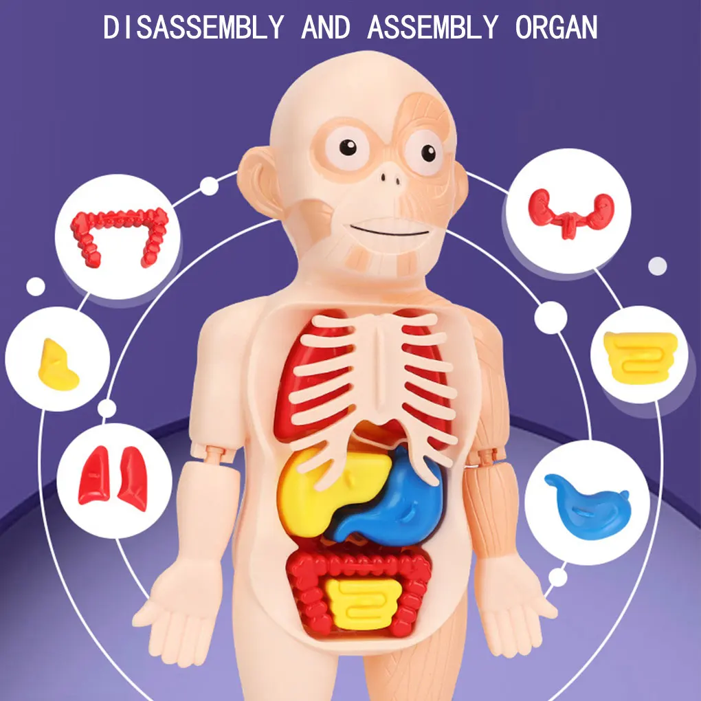 Plastic Human Body Model Stomach Liver Intestine Educational Kids Toy