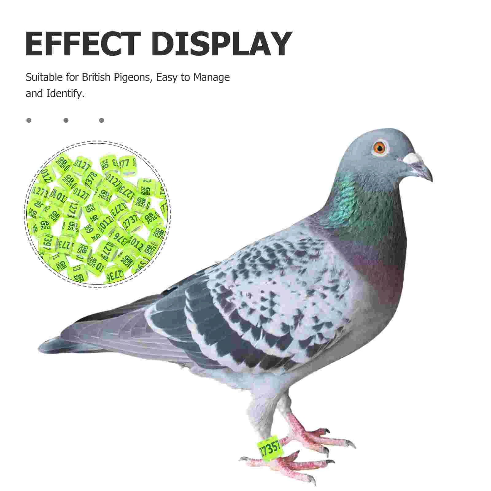 50 Pcs Leg Ring Homing Pigeon Anklet Bird Bands Aluminum Plastic Pigeons Foot Rings Frame