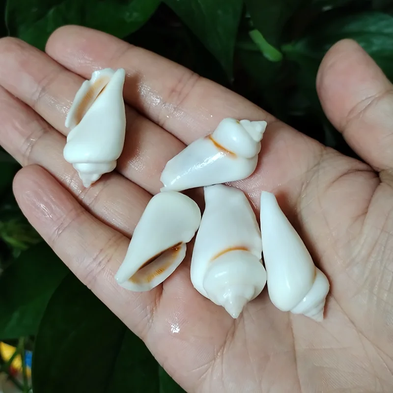 5 PCS White Jade Gibbose Conch Natural Sea Shells For Fish Tank Home Decor Jewelry Beads for Necklace and Bracelet, DIY Crafts