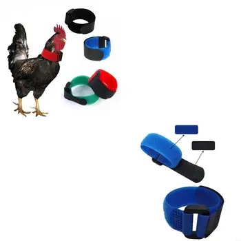 Rooster Anti Crowing Collar 1